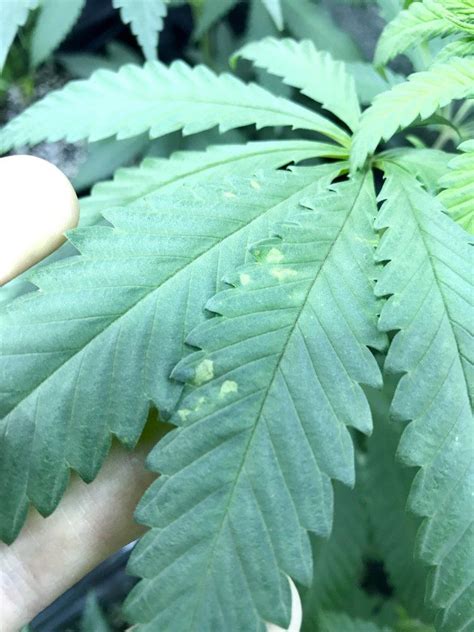 Small Yellowing Spots Starting On Leaves THCFarmer Cannabis