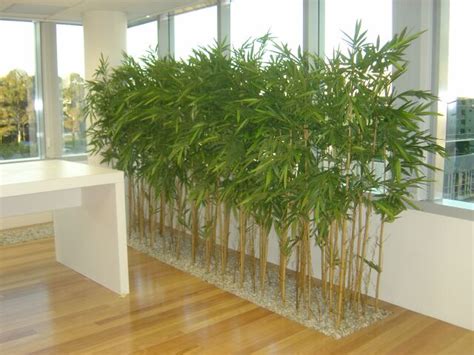 Using plants to interrupt views can be a way of drawing the eye towards a specific feature, or a our top 5 plants for screening elaeagnus x ebbingei magnolia grandiflora photinia × fraseri 'red robin'. Bamboo Trees