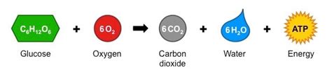 C6h12o6 + o2 co2 + h2o + atp releases co2 by breaking down glucose molecules in the presence of o2 energy in organic. What Is the Cellular Respiration Equation? | Answers