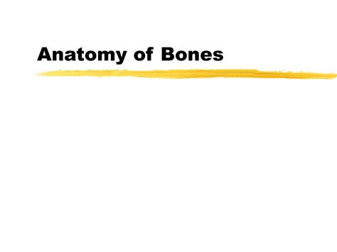 Ppt Anatomy Of Bones Powerpoint Presentation Free Download Id4880211