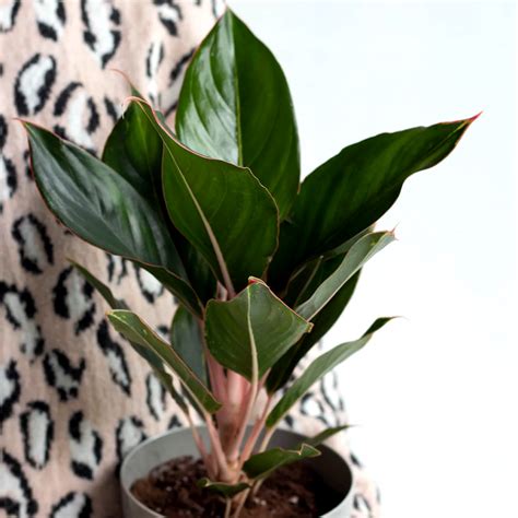 Online Aglaonema Sapphire Suzanne Plant Pot T Delivery In Malaysia Fnp