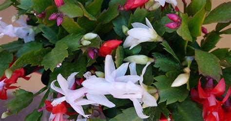 Typically, it will bloom in november or december and again in february. How To Get Your Christmas Cactus To Flower Again | Hometalk