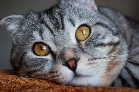Beautiful Scottish Fold Gray Tabby Cat With White Stripes Stock Image