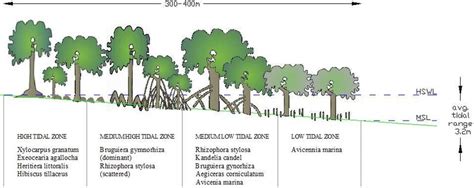 Mangrove Forest Diagram