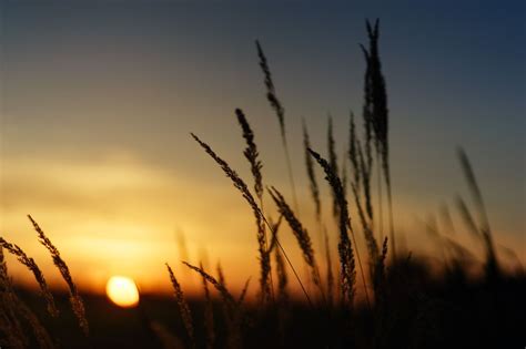Free Image On Pixabay Sunset Nature Field Grass