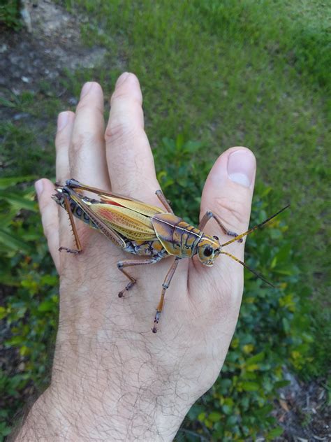 Maycintadamayantixibb Grasshopper Looking Bug In Florida