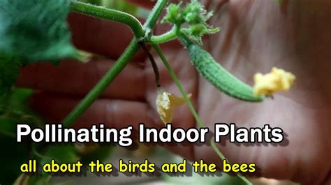 how to hand pollinate indoor plants youtube