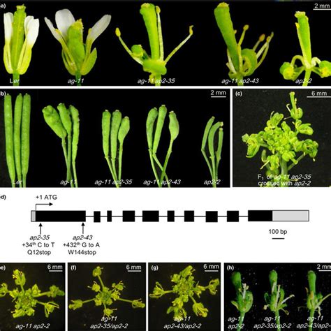 Diagram Of The Arabidopsis Thaliana Apetala2 Ap2 Gene And Phenotypes