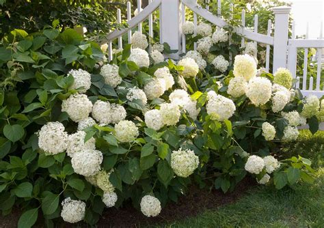 How To Choose The Best Hydrangeas To Grow Better Homes And Gardens