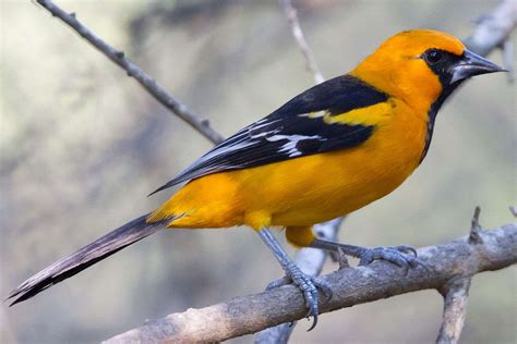 25 Best Birds To See In Texas