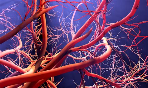Clearer Imaging Approach Captures Images Of Blood Vessels