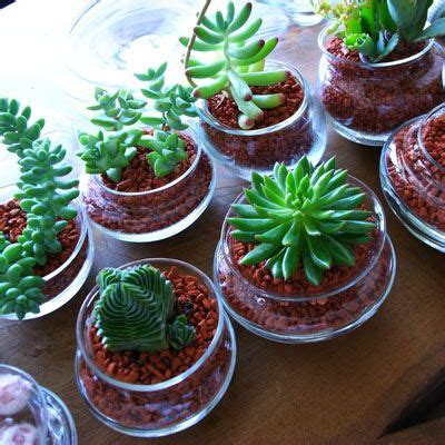 Enjoy a refreshing margarita at your cinco de mayo party using $2.99. 20150622_460324.jpg (400×400) | Plants, Succulents, Garden