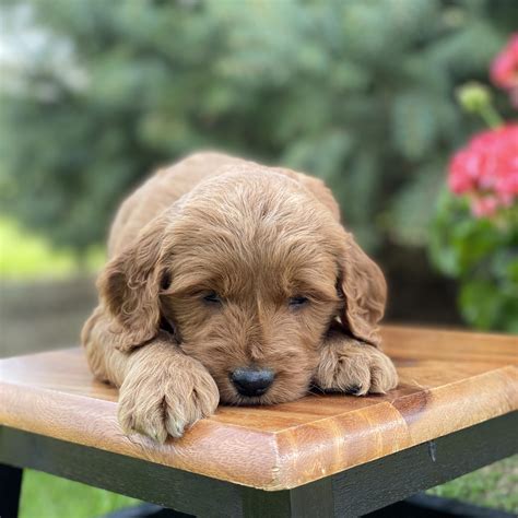 Why buy a golden retriever puppy for sale if you can adopt and save a life? Sunshine Acres Goldendoodles: Winston