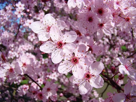 All you need to do is to take a close look at your the crepe myrtle is a subtropical deciduous tree with beautiful pink, white or purple flowers and smooth beige dappled peeling bark. Tree Blossoms Pink Spring Flowering Trees Baslee Troutman ...