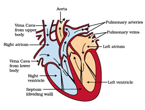 Heart Diagram Labeled Simple