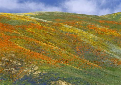 California Poppy Covered Hillside Photograph By Tim Fitzharris Fine