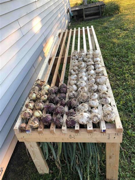 How To Grow Onions From Seed Or Sets To Harvest ~ Homestead And Chill