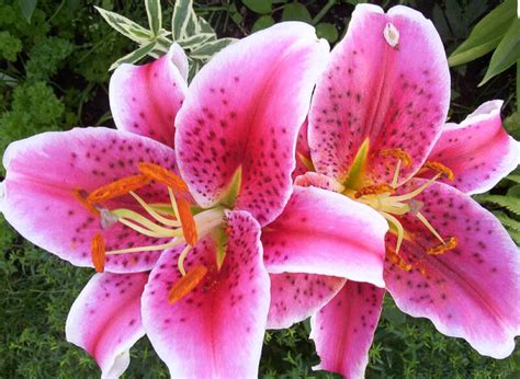 The top countries of suppliers are thailand, china. what do lilies smell like? (Page 1) - Aromatherapy and ...