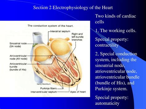 Ppt Section 2 Electrophysiology Of The Heart Powerpoint Presentation