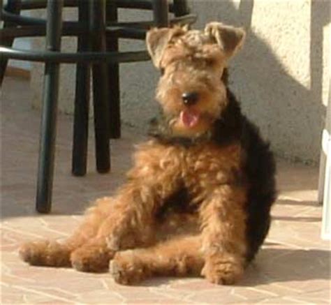 Puppyfinder.com is your source for finding an ideal cairn terrier puppy for sale in usa. Welsh Terrier Puppies Breeders Terriers