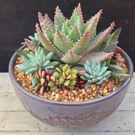 40 Magnificient Succulent Plants Ideas For Indoor And Outdoor In