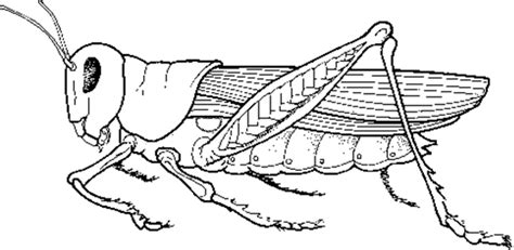 Grasshoppers are a group of insects belonging to the suborder caelifera. Grasshopper Anatomy and Dissection