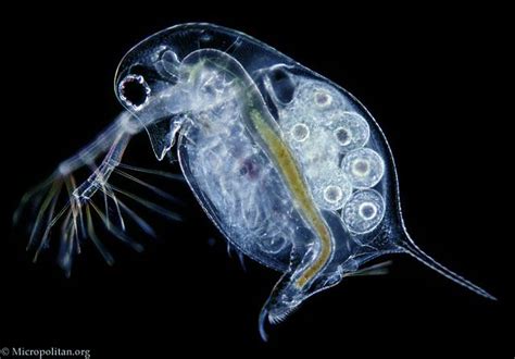 Daphnia Longispina Fleas Microscopic Photography Ocean Animals