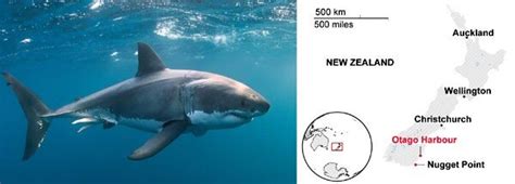 White Shark Mating New Zealand — Shark Research Institute