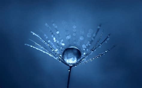 Simple Blue Macro Water Drops Dew Depth Of Field Plants Closeup