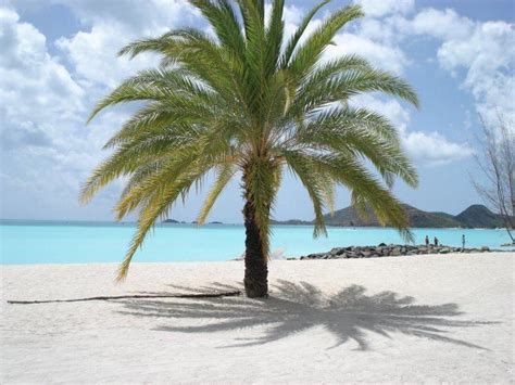 The Perfect Palm Tree Jolly Beach Resort And Spa Antigua And Barbuda