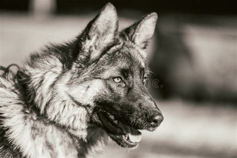 Beautiful Young Brown German Shepherd Puppy Dog Stock Image Image Of