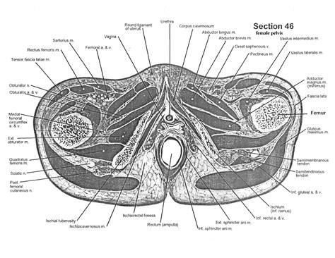 There are two ways to study bone histology. Cross-sectional Human Anatomy