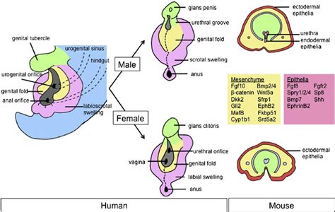 A Schematic Diagram Of Sexual Differentiation Of External Genitalia In