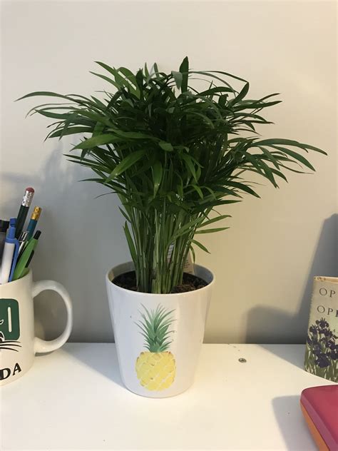Cat palm tree makes a dramatic house plant and is easy to grow if you give it what it needs. Neanthe Bella Palm | Planter pots, Plants, Planters