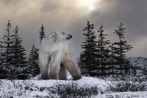 Polar Bear And Its Environment Jim Zuckerman Photography And Photo Tours