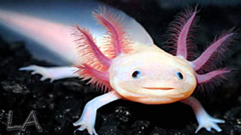 Axolotl Body