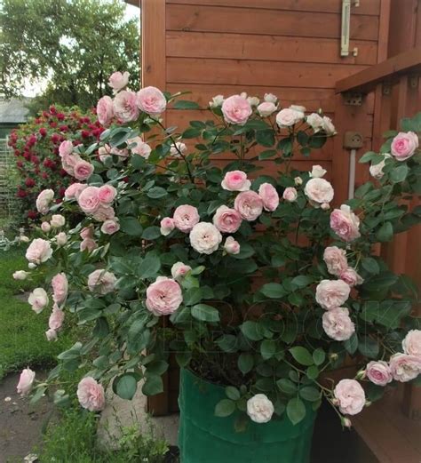 Mini Eden Rose Trandafir Urcator Catarator In Ghiveci Famous Roses