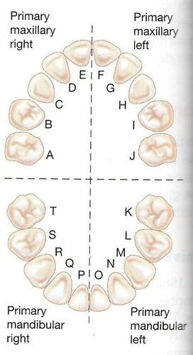 Oral Anatomy And Tooth Morphology Lab Woelfels Dental Anatomy Chapter
