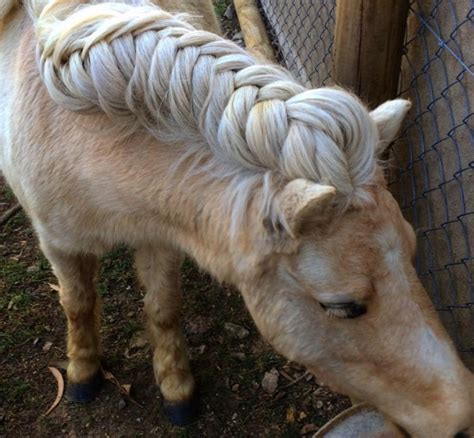 Horsehair braid used to actually be made of horse's hair, but now it's made of nylon. Horse Owners Braid Horse's Manes For This Reason…