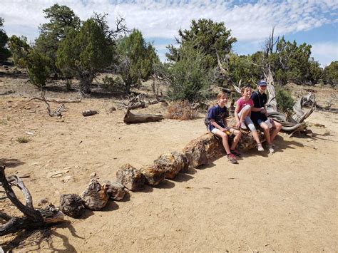 Petrified Forest State Park With Kids Escalante Utah Outdoor Fam Fun
