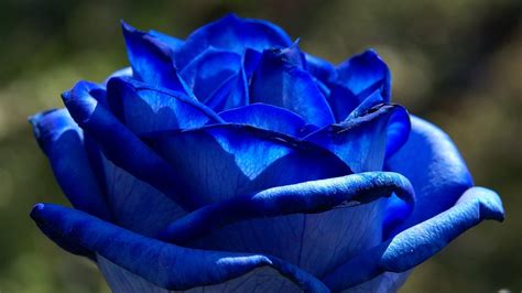 Download blue rose, flower, picture, blue flower, flowers, #105. Beautiful blue rose on a background of foliage wallpapers ...