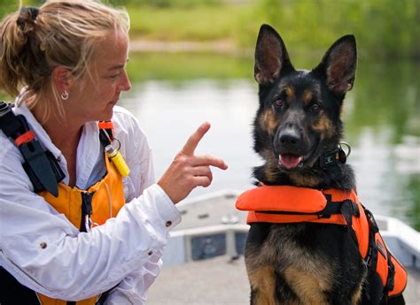 How To Search Rescue Dog Training College Pet Info