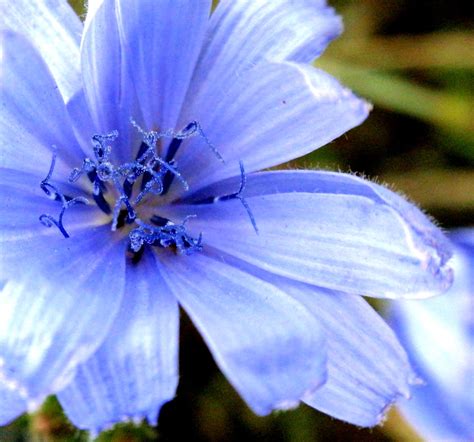 Names Of Blue Flowers Names Of Blue Flowers