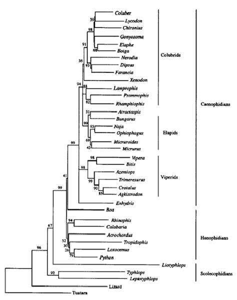 Snake Phylogeny