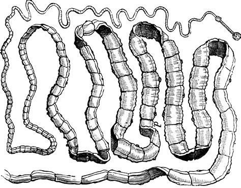 Tape Worm Clipart Etc