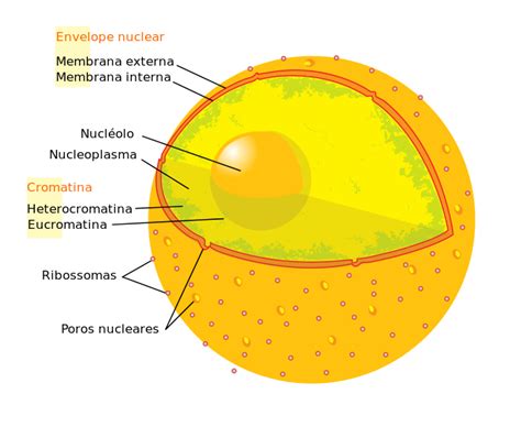 A Membrana Nuclear Também Conhecido Como Carioteca Invólucro Nuclear