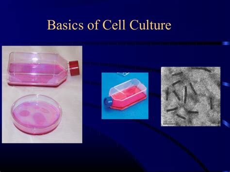 Maybe you would like to learn more about one of these? animal: animal tissue culture pdf