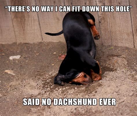 Pin By Corinne Sills On Doxie Love Weenie Dogs Wiener Dog Funny