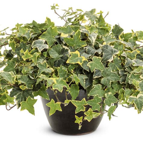 Gold Child Ivy Hedera Helix Proven Winners