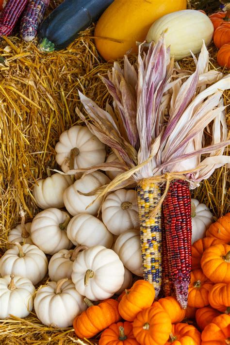 Fall Harvest Display Free Stock Photo Public Domain Pictures